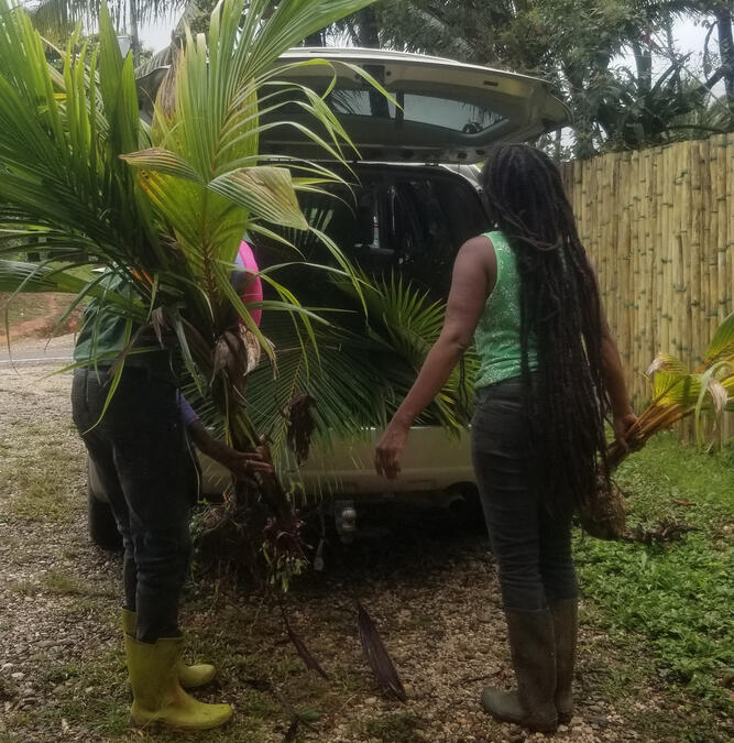We loaded young coconut trees to plant at on the land. We got them at another ecovillage where that porch is.