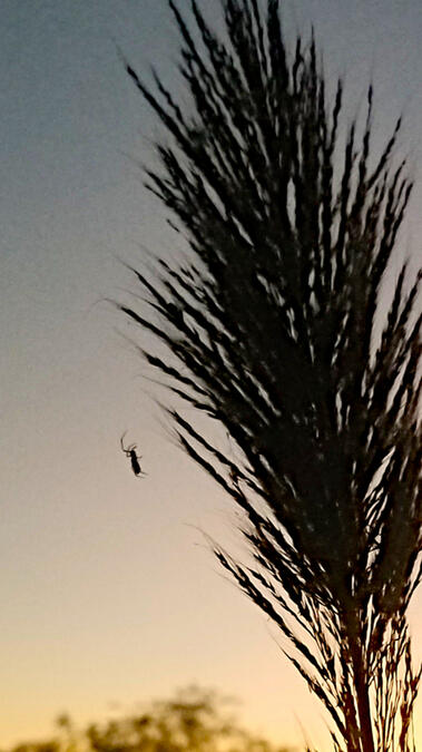 It's a tiny spider. You notice more in out there in the rainforest.