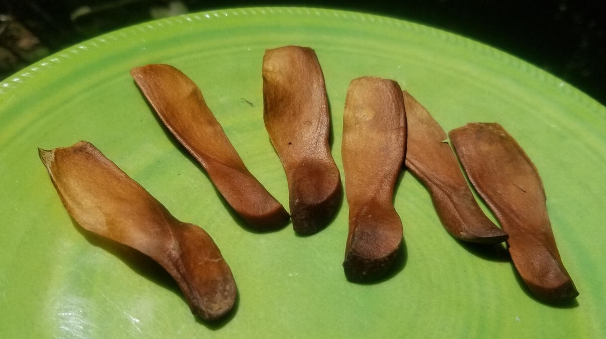 Mahogany seeds are like little helicopters when they fall from the tree.